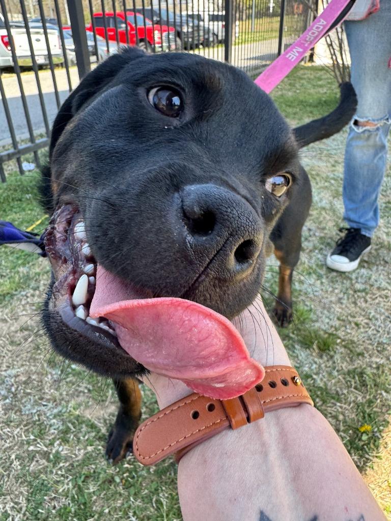 Enlarge Sasha, a Adoptable mixed breed in Fayetteville, AR image 5/6