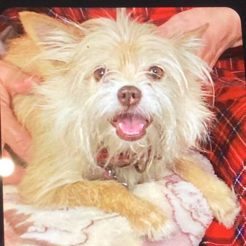 Enlarge Nutty Muppet aka TuT Tut, a Adoptable mixed breed in New Orleans, LA image 1/1