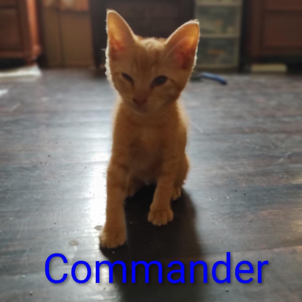 Commander, ADOPTABLE, Young Male Domestic Short Hair.