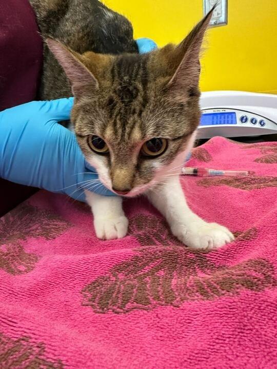 Cleo, Adoptable, Young Female Domestic Short Hair.