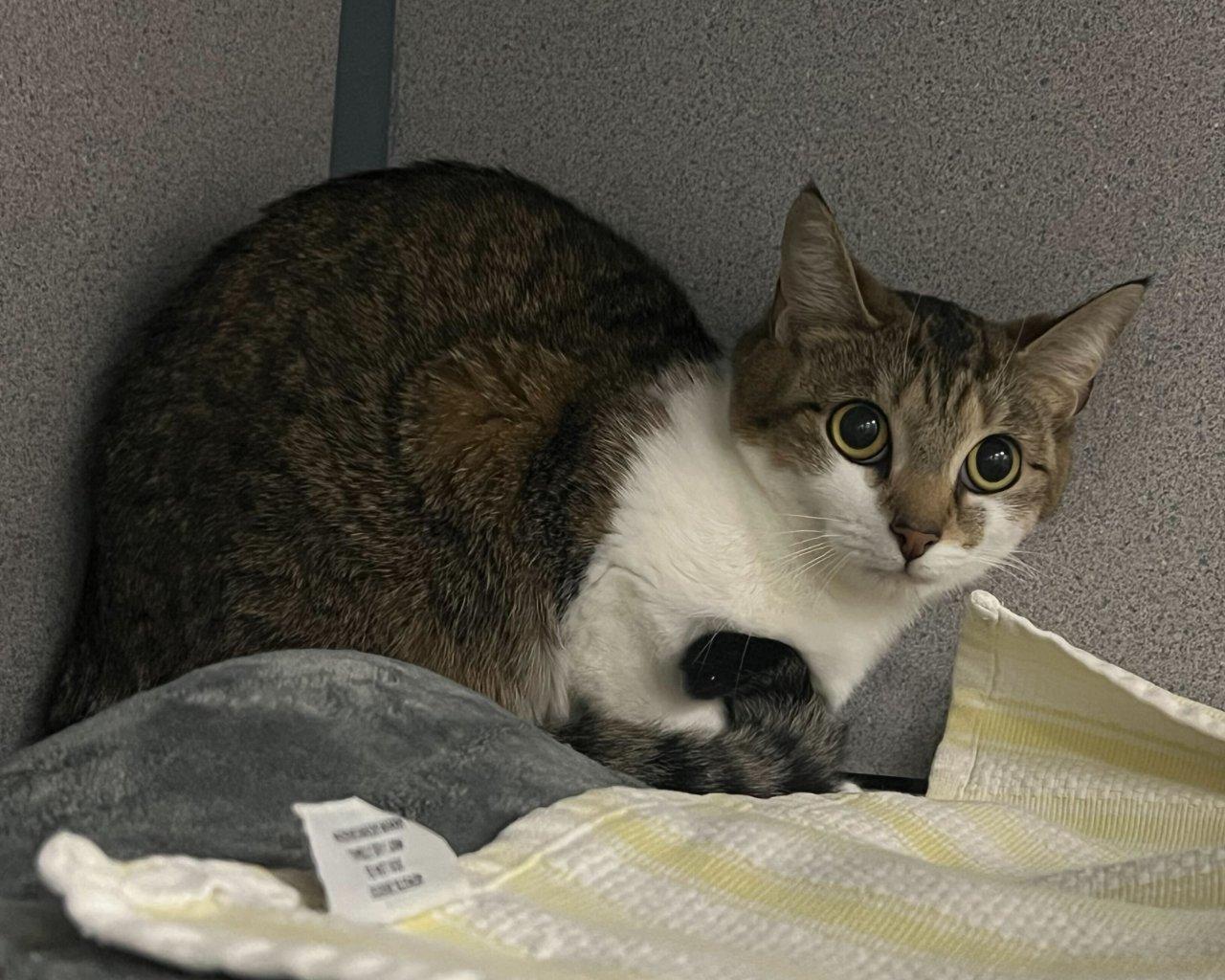 Cleo, a Adoptable Domestic Short Hair in Raleigh, NC image 2/3