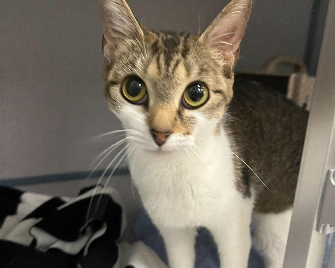 Cleo, a Adoptable Domestic Short Hair in Raleigh, NC image 3/3
