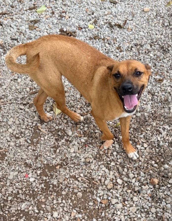Nala, Adoptable, Young Female Mixed Breed.