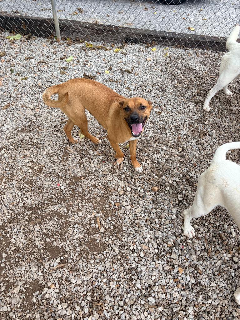 Nala, Adoptable, Young Female Mixed Breed.