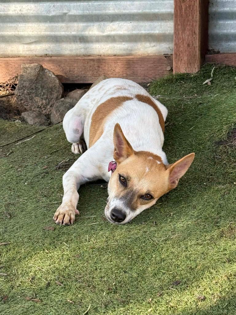 Enlarge Marionette (Soi Dog), a Adoptable mixed breed in San Diego, CA image 1/3