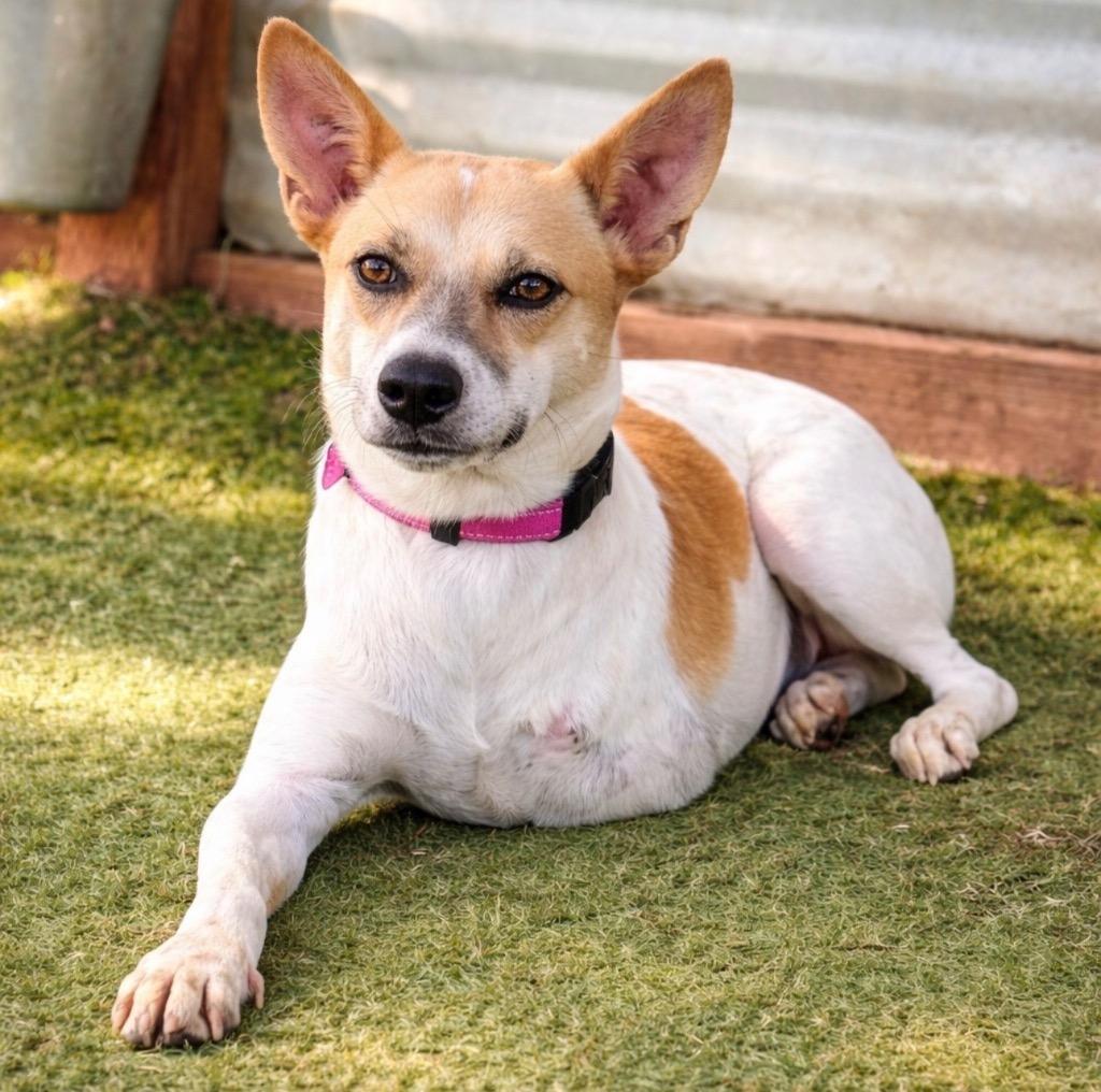 Enlarge Marionette (Soi Dog), a Adoptable mixed breed in San Diego, CA image 2/3