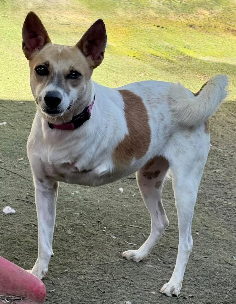 Enlarge Marionette (Soi Dog), a Adoptable mixed breed in San Diego, CA image 3/3