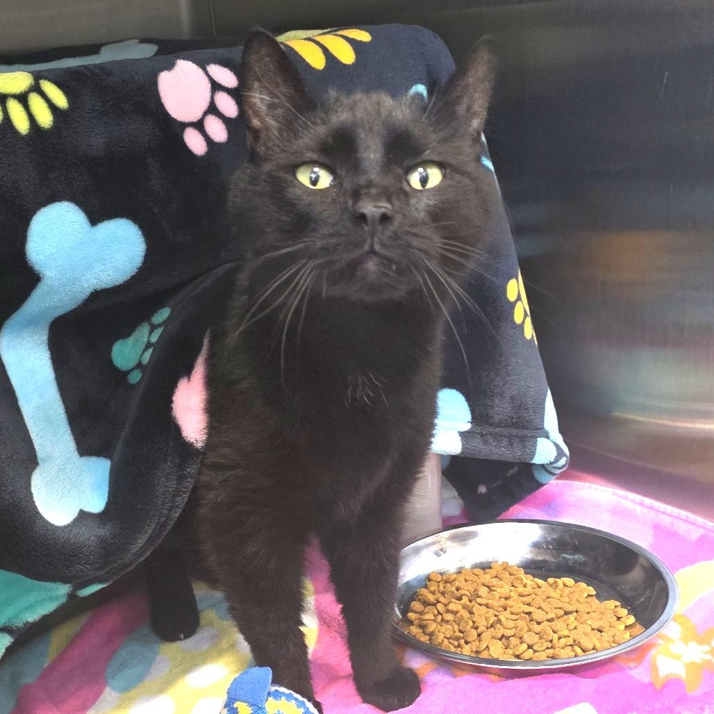 Enlarge Tweetie Bird, a Adoptable Domestic Short Hair in Fort Wayne, IN image 1/5