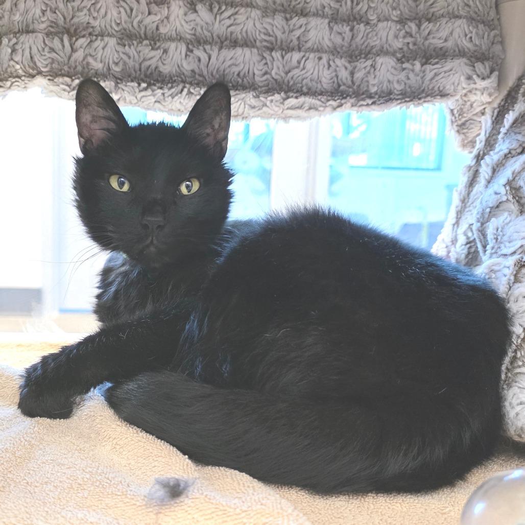 Enlarge Tweetie Bird, a Adoptable Domestic Short Hair in Fort Wayne, IN image 2/5