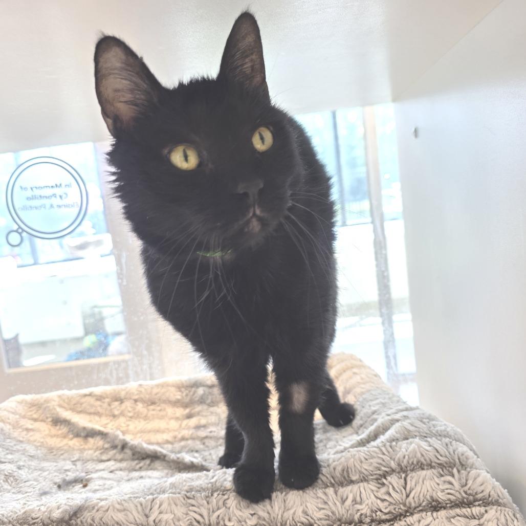 Enlarge Tweetie Bird, a Adoptable Domestic Short Hair in Fort Wayne, IN image 3/5