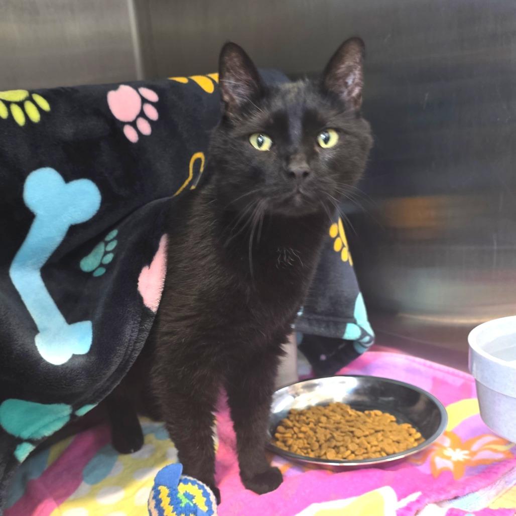 Enlarge Tweetie Bird, a Adoptable Domestic Short Hair in Fort Wayne, IN image 4/5