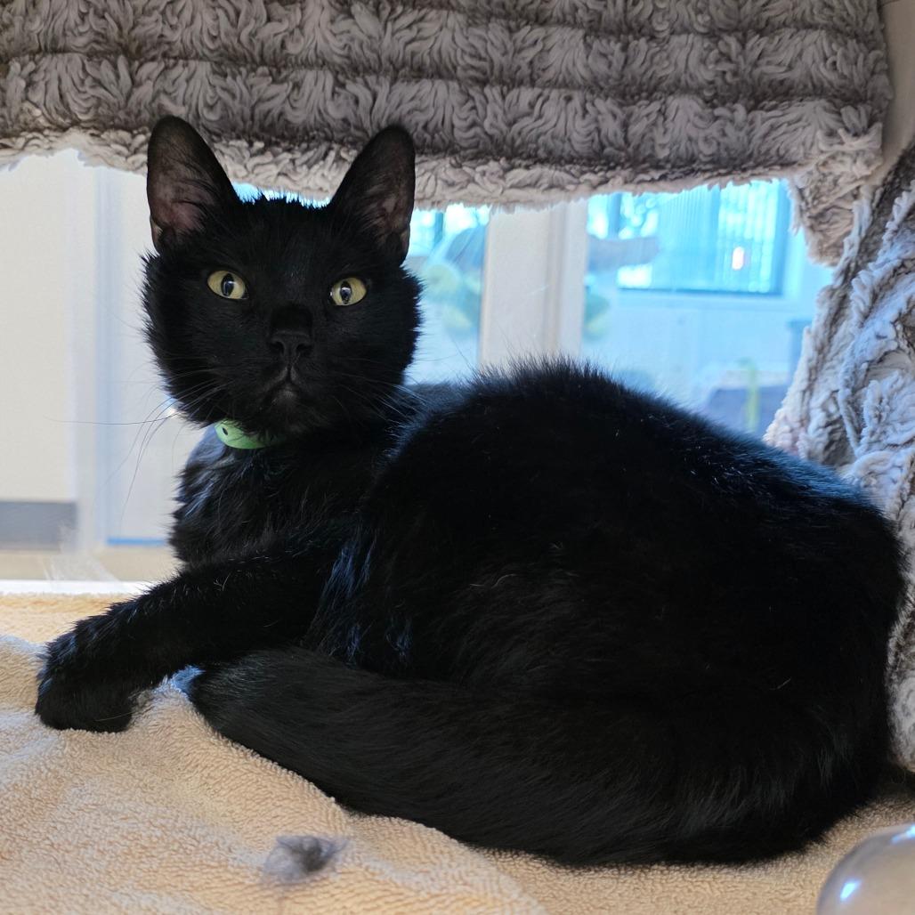 Enlarge Tweetie Bird, a Adoptable Domestic Short Hair in Fort Wayne, IN image 5/5