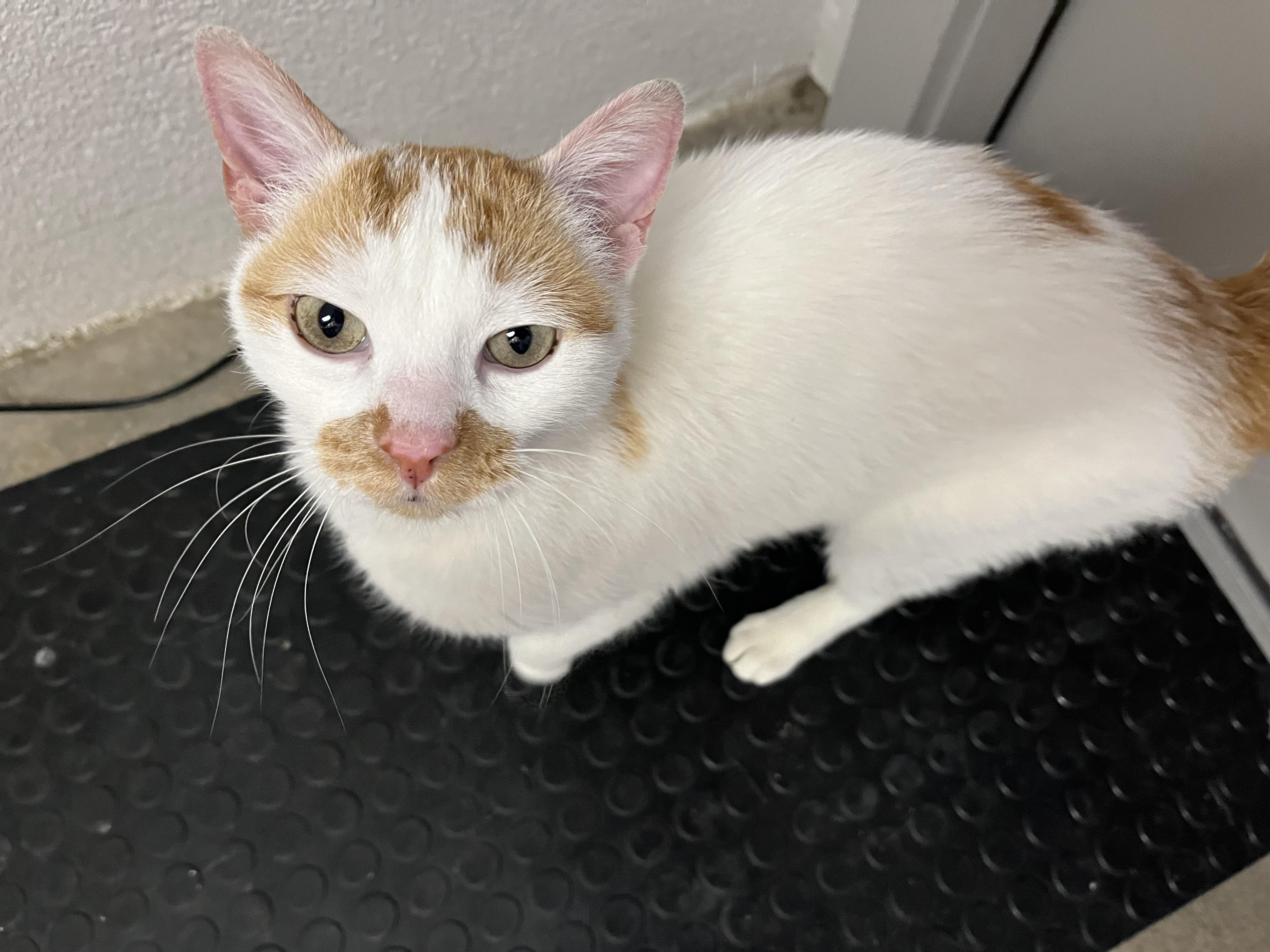 Ghost, Adult Female unknown