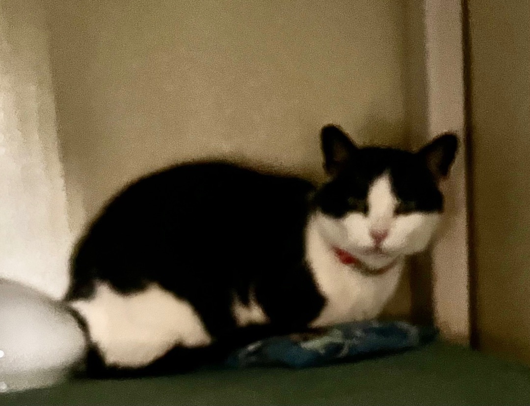 Echo, Adoptable, Adult Female Domestic Short Hair.