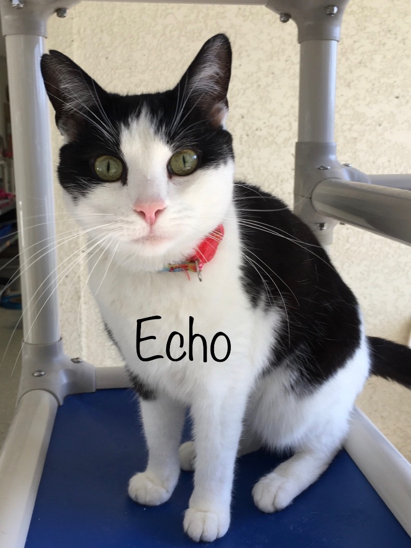 Echo, a Adoptable Domestic Short Hair in Eglin AFB, FL image 2/2