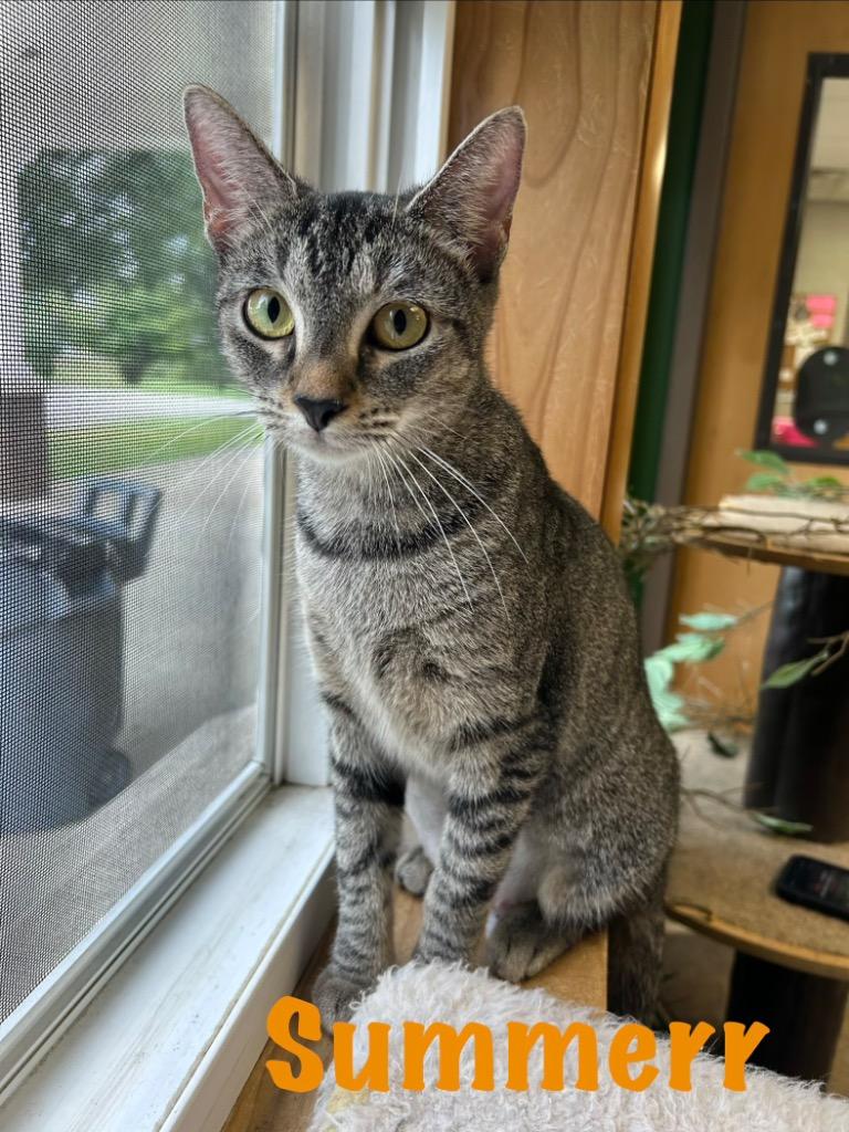 Enlarge Summerr, a Adoptable mixed breed in West Union, OH image 1/1