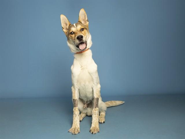 Enlarge JUDE, a Adoptable mixed breed in Phoenix, AZ image 1/1