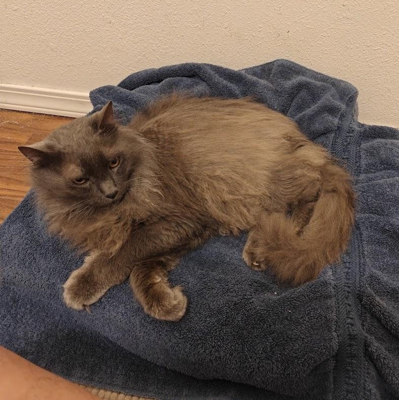 Enlarge Lint, a ADOPTABLE Domestic Long Hair in Redmond, WA image 3/6