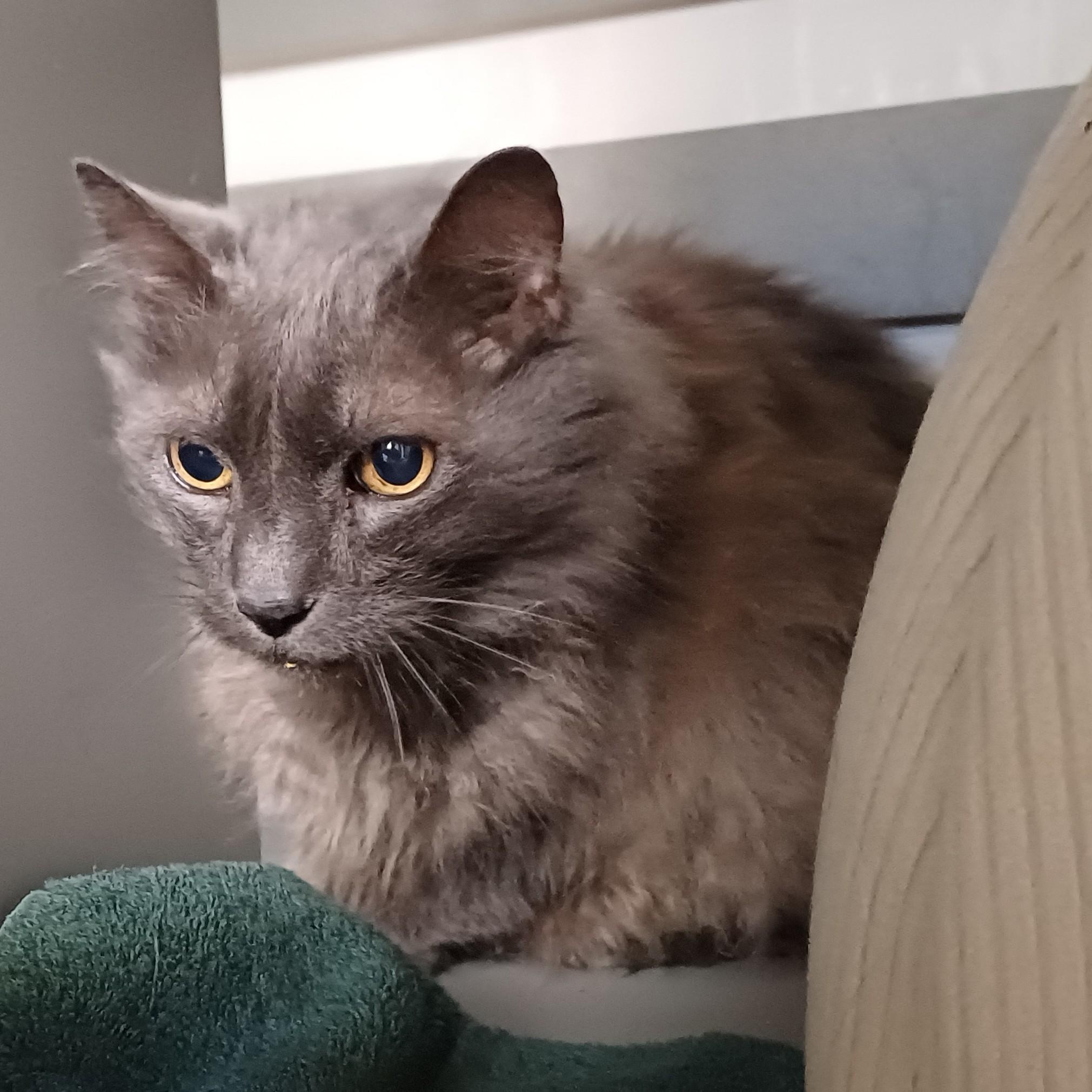 Enlarge Lint, a ADOPTABLE Domestic Long Hair in Redmond, WA image 4/6