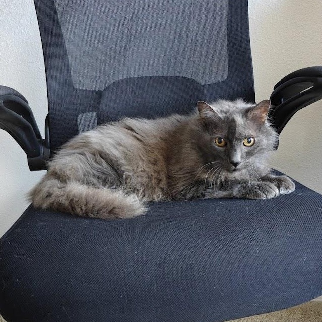 Lint, ADOPTABLE, Senior Male Domestic Long Hair.