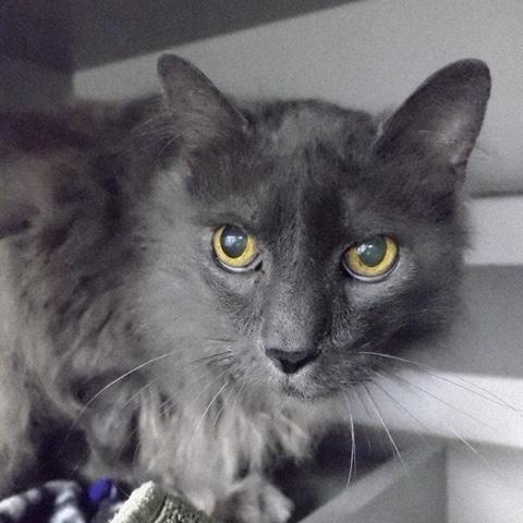 Enlarge Lint, a ADOPTABLE Domestic Long Hair in Redmond, WA image 2/6