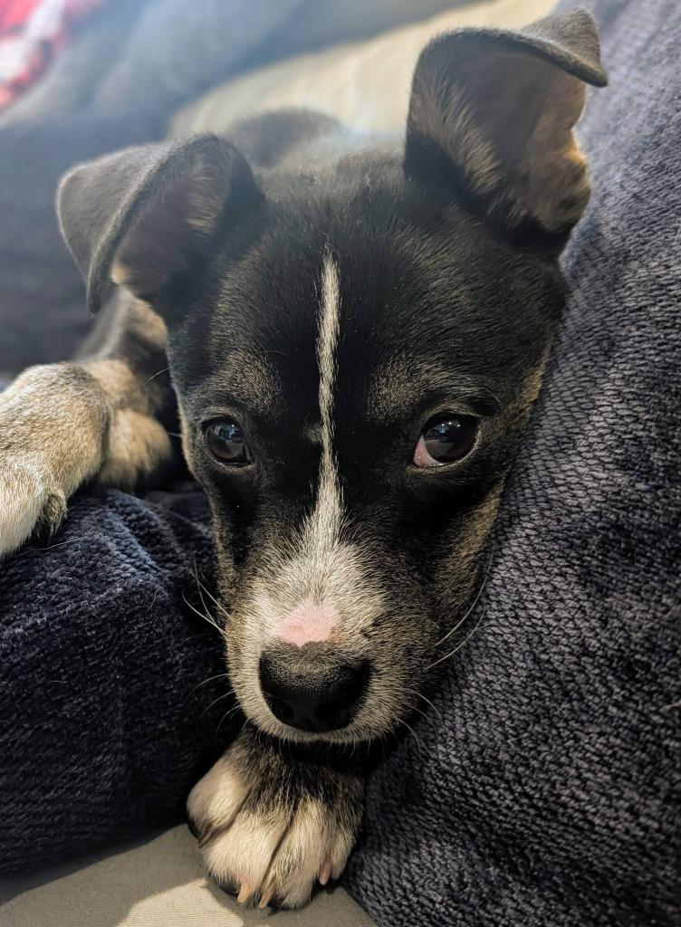 Wrenley, a Adoptable mixed breed in Orlando, FL image 1/3