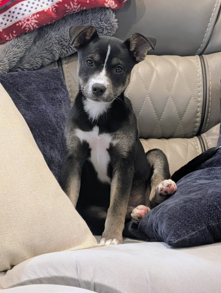 Wrenley, a Adoptable mixed breed in Orlando, FL image 2/3