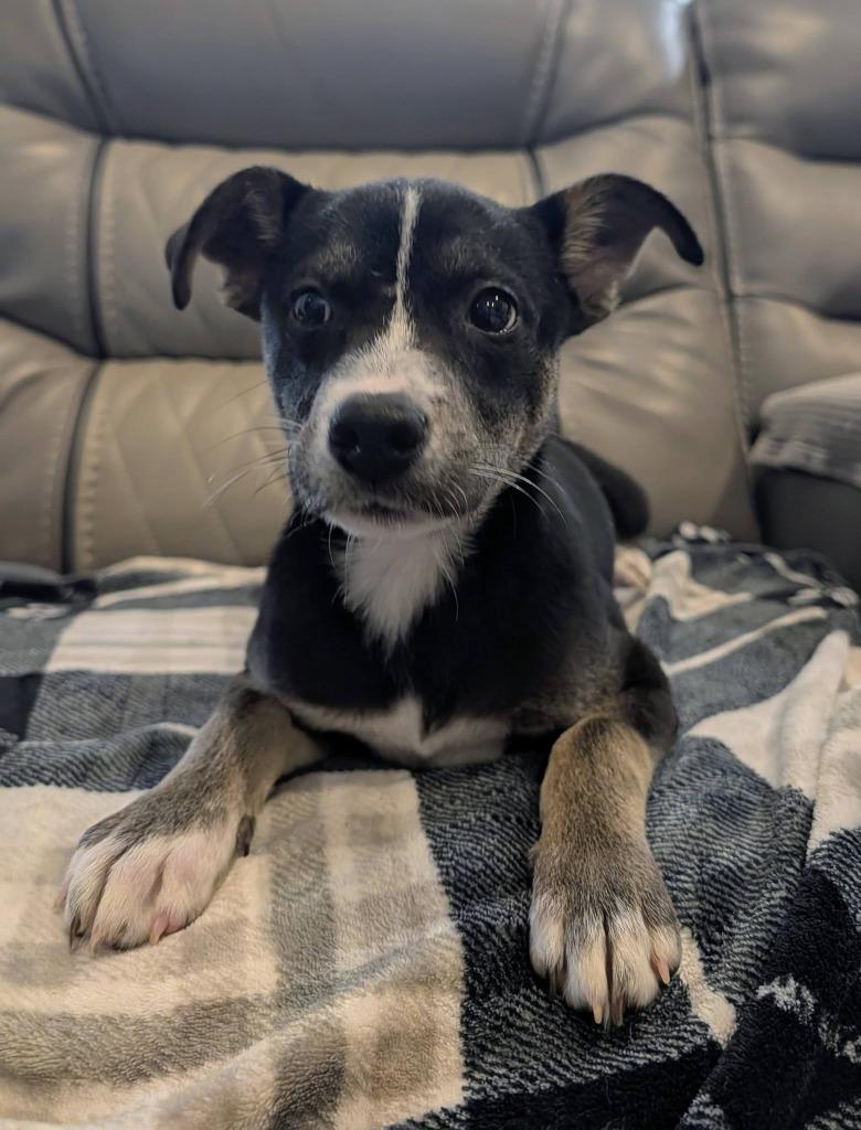 Wrenley, a Adoptable mixed breed in Orlando, FL image 3/3