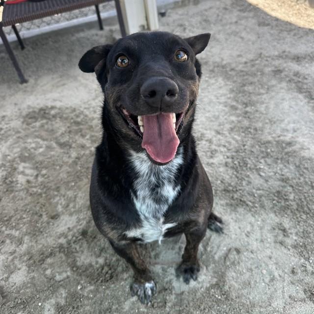 LINGUINI, Adoptable, Adult Male Australian Cattle Dog / Blue Heeler & Mixed Breed.