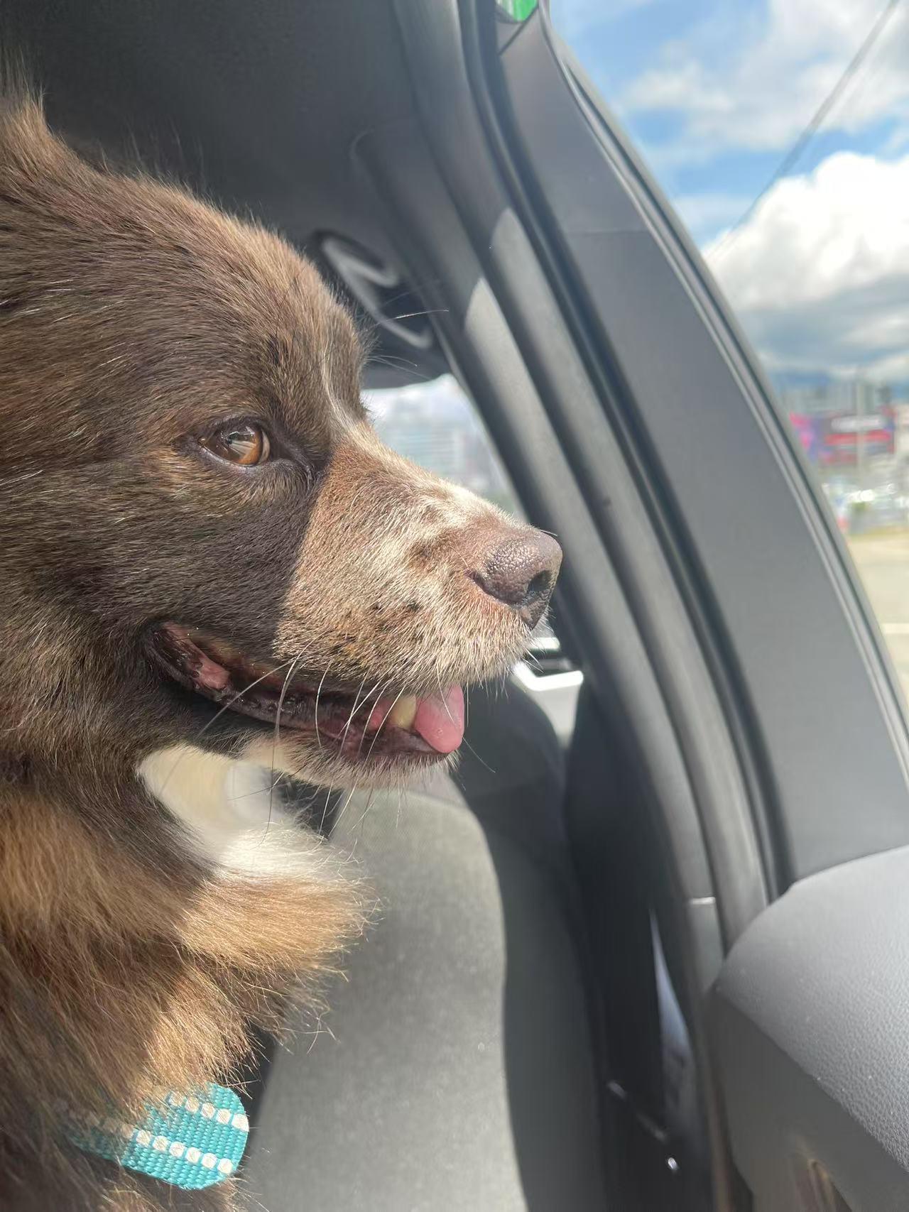 Enlarge Mocha, a Adopted mixed breed in Redmond, WA image 2/5