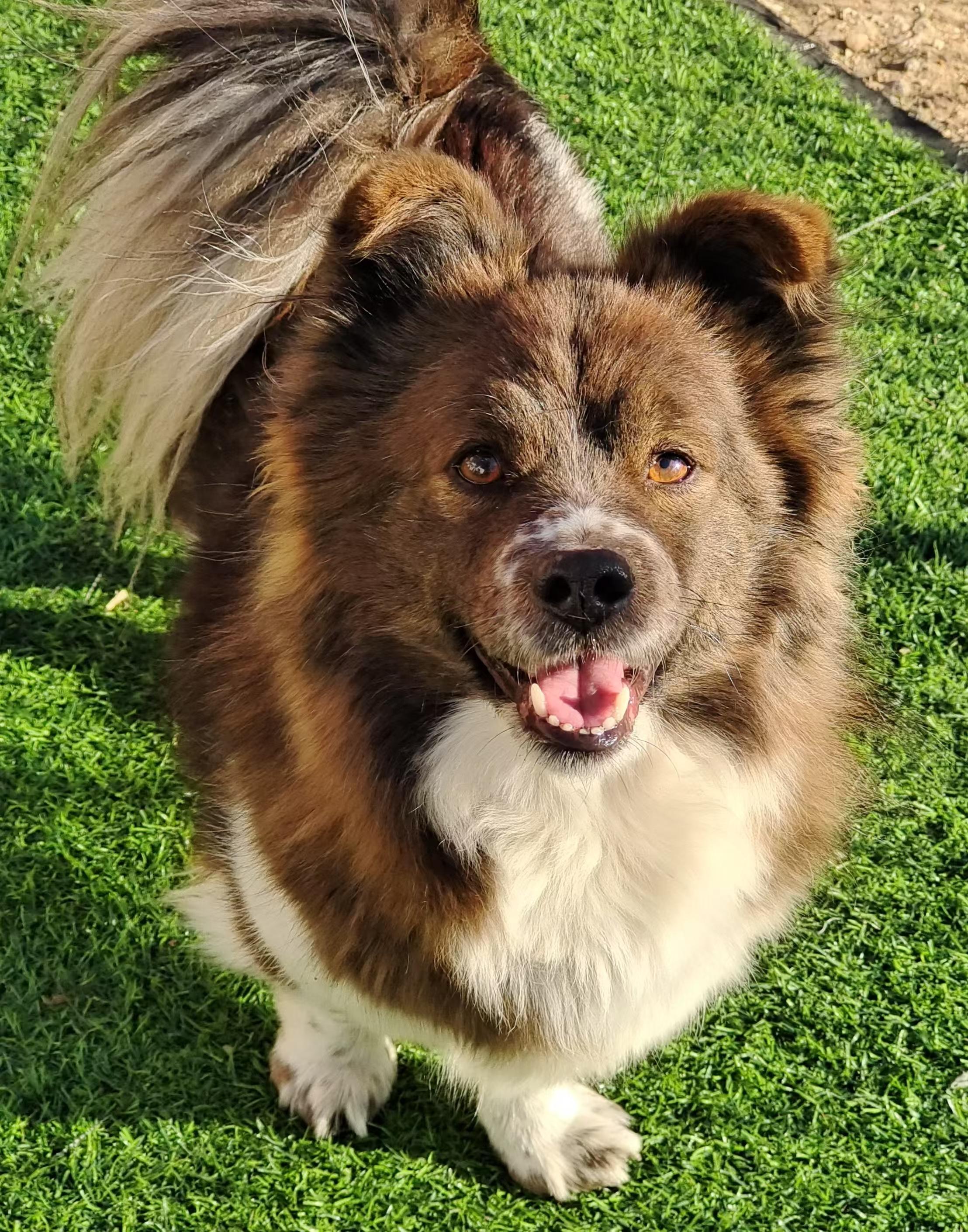 Enlarge Mocha, a Adopted mixed breed in Redmond, WA image 5/5