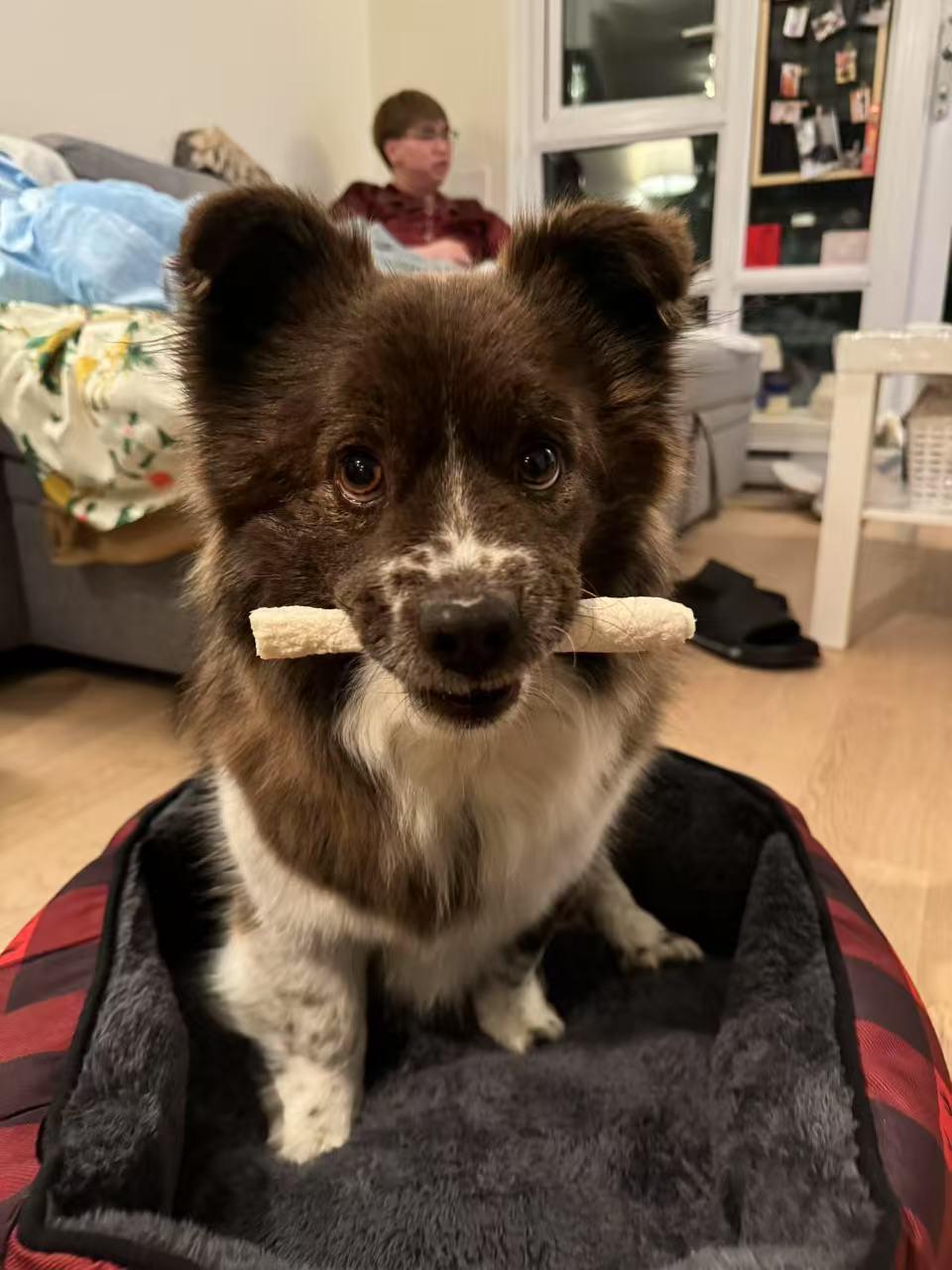 Enlarge Mocha, a Adopted mixed breed in Redmond, WA image 1/5