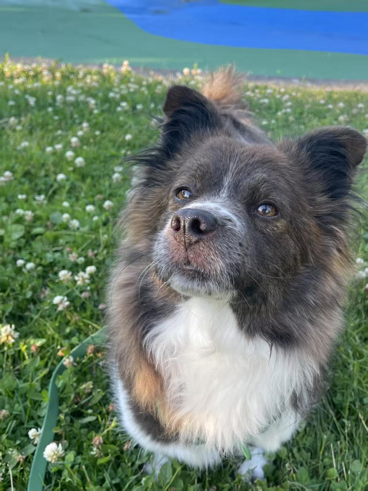 Enlarge Mocha, a Adopted mixed breed in Redmond, WA image 3/5
