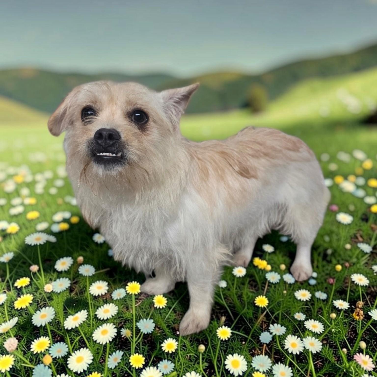 Enlarge Sophia, a Adoptable mixed breed in Dallas, GA image 4/6