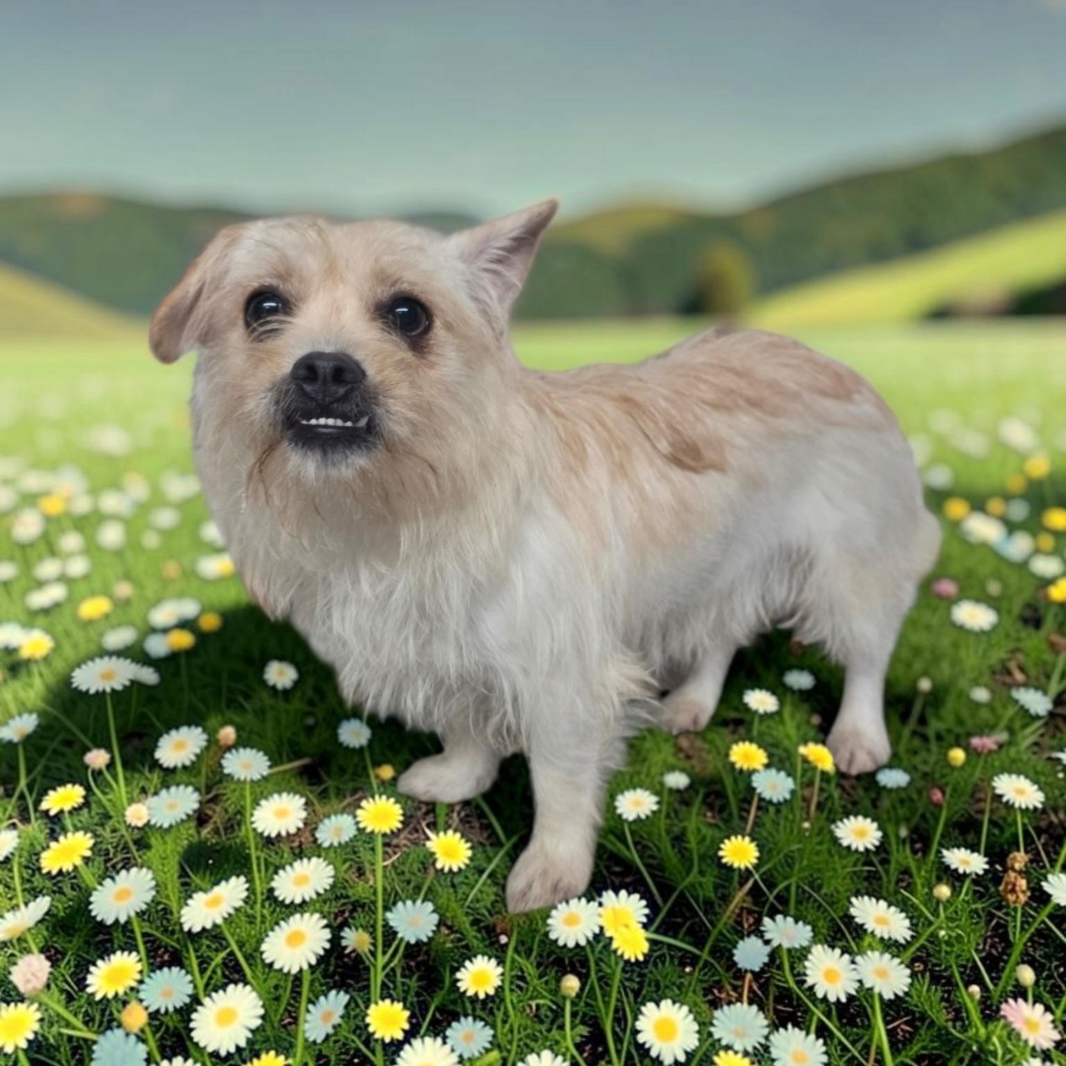 Sophia, Adoptable, Adult Female French Bulldog & Poodle.