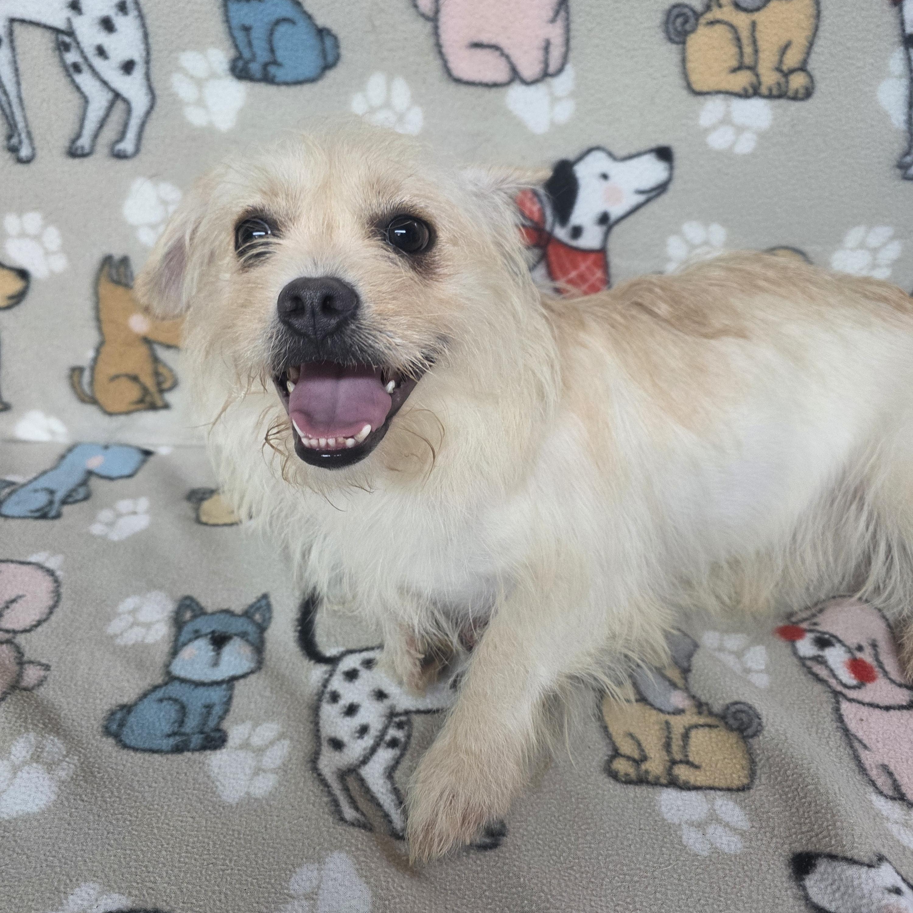 Sophia, ADOPTABLE, Adult Female French Bulldog & Poodle.