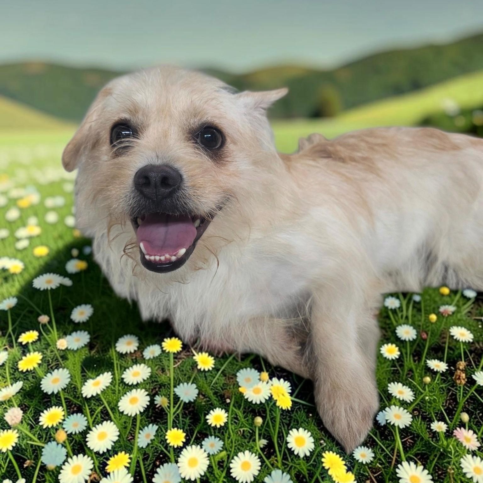 Enlarge Sophia, a Adoptable mixed breed in Dallas, GA image 2/6