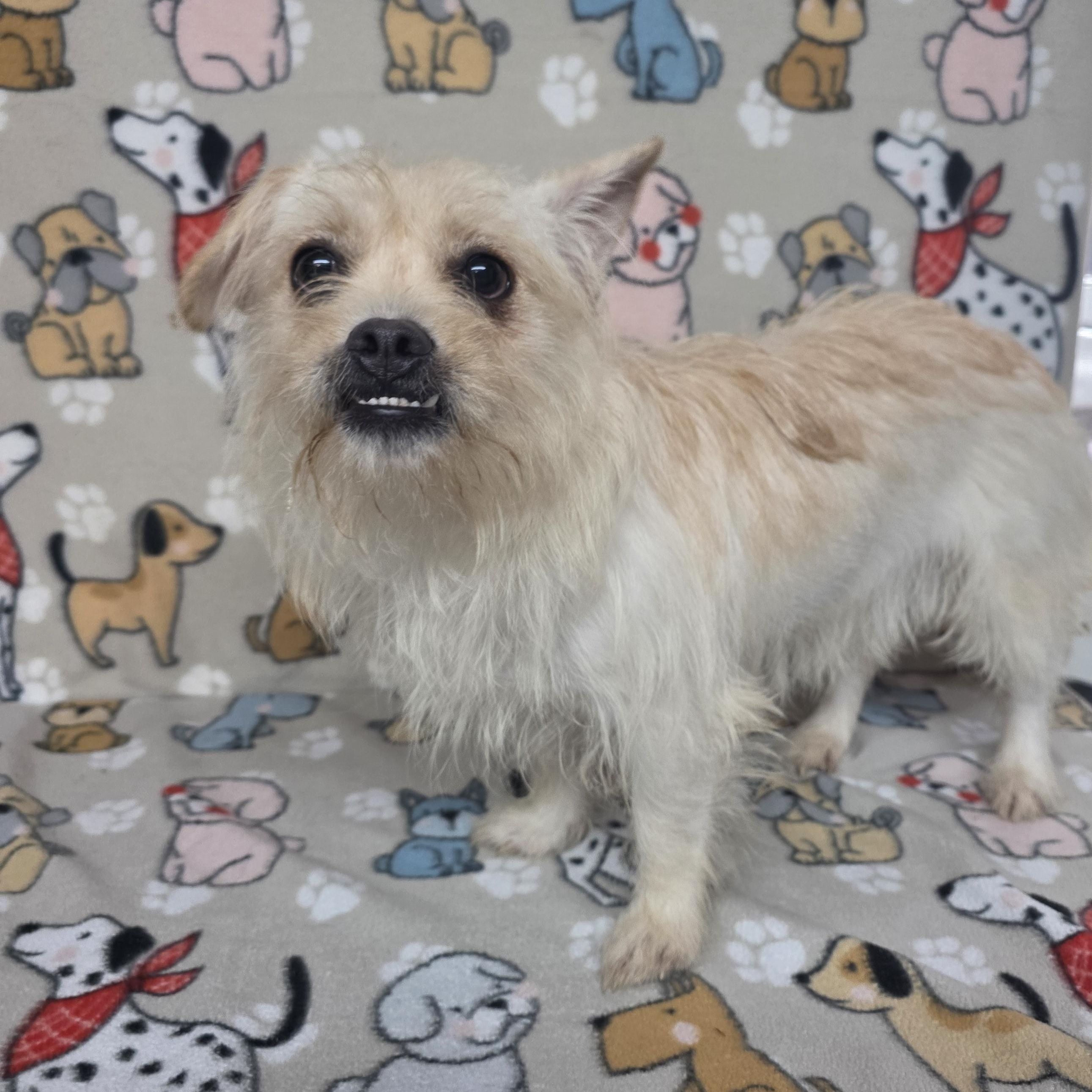 Sophia, a ADOPTABLE mixed breed in Dallas, GA image 2/2