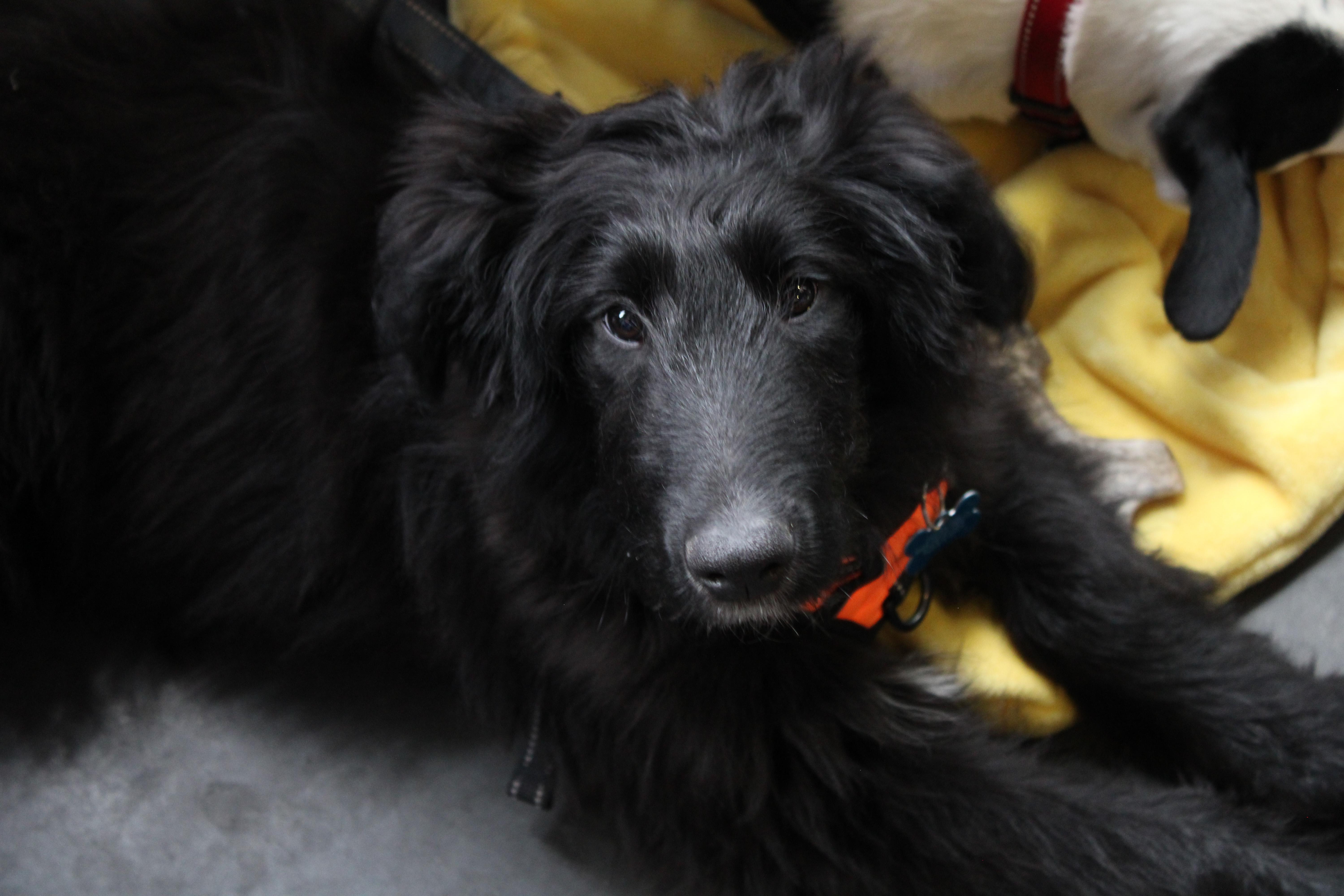 Enlarge Marcus, a ADOPTABLE mixed breed in Minneapolis, MN image 4/6