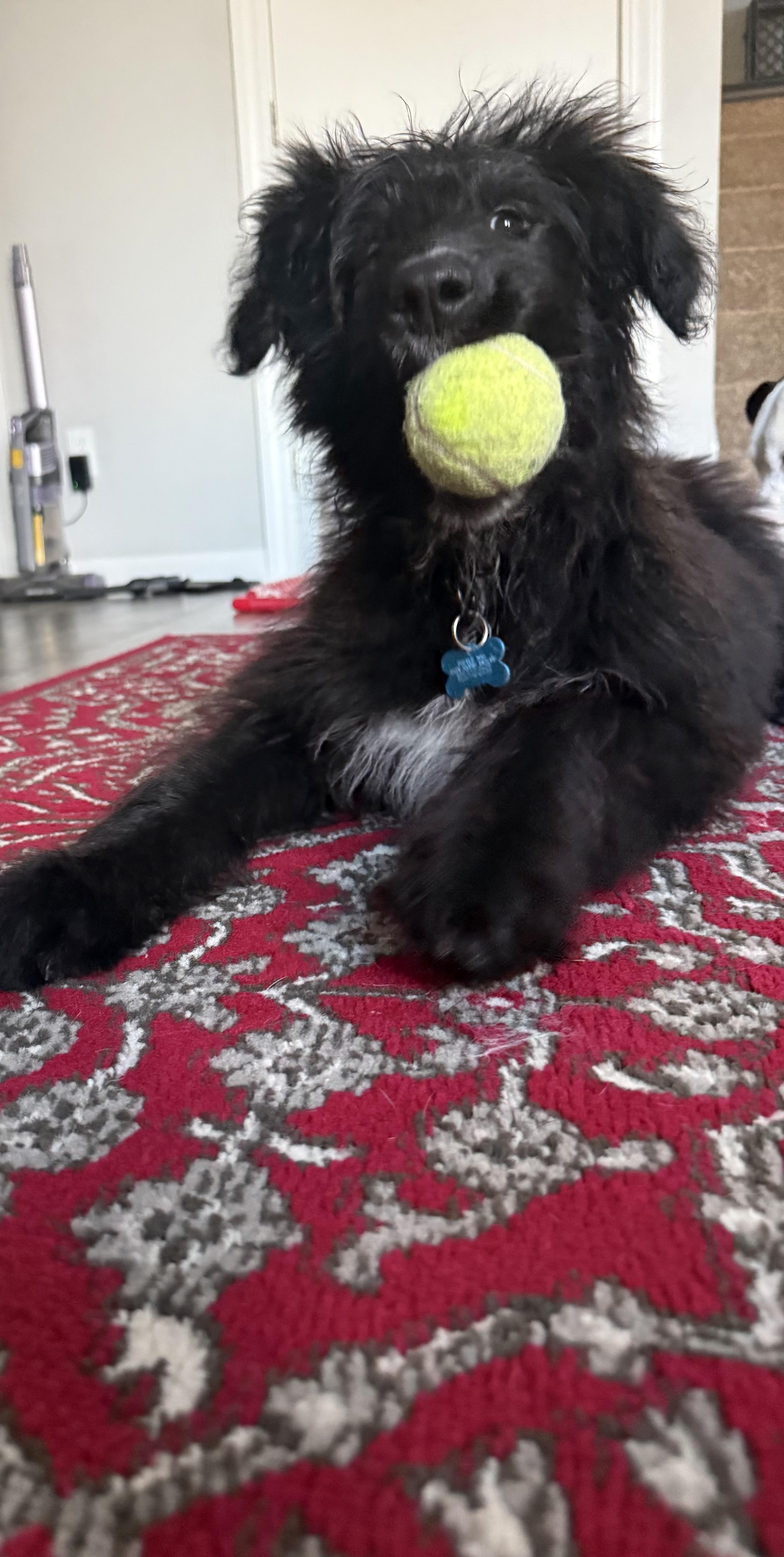 Enlarge Marcus, a ADOPTABLE mixed breed in Minneapolis, MN image 6/6