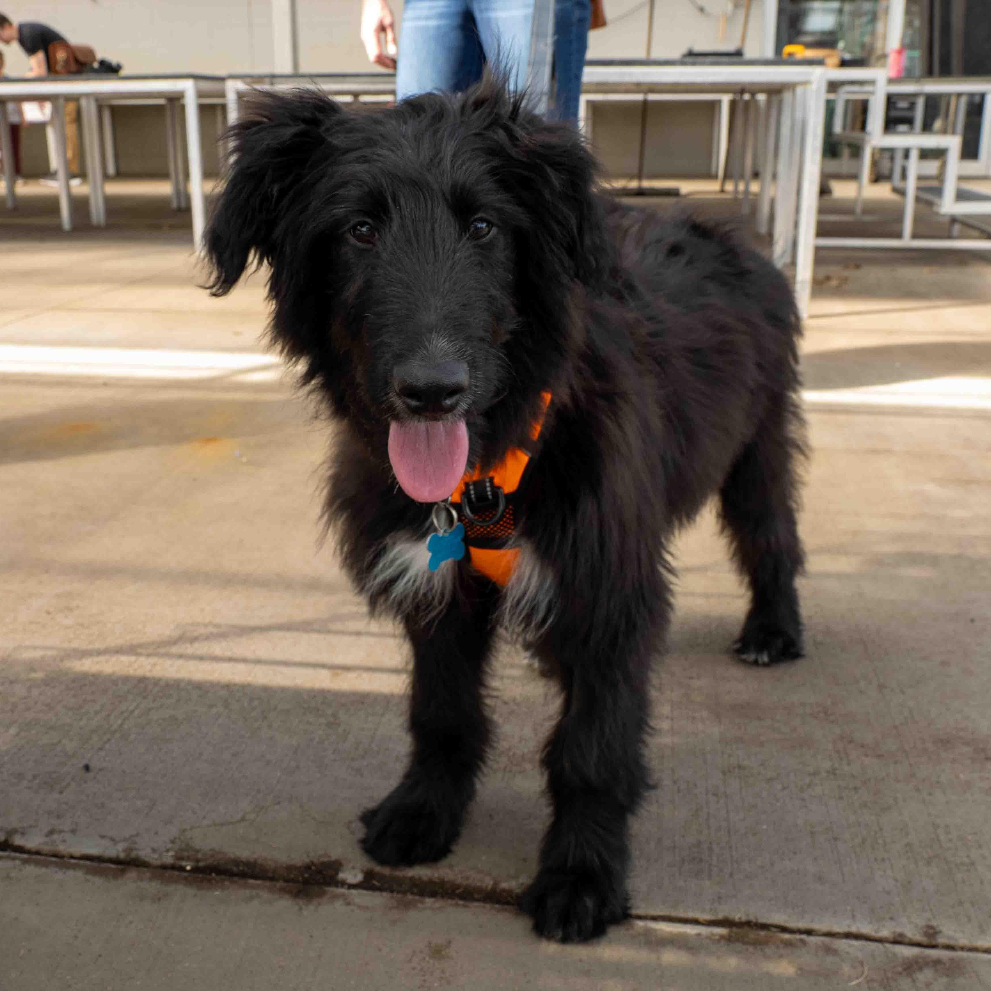 Enlarge Marcus, a ADOPTABLE mixed breed in Minneapolis, MN image 3/6