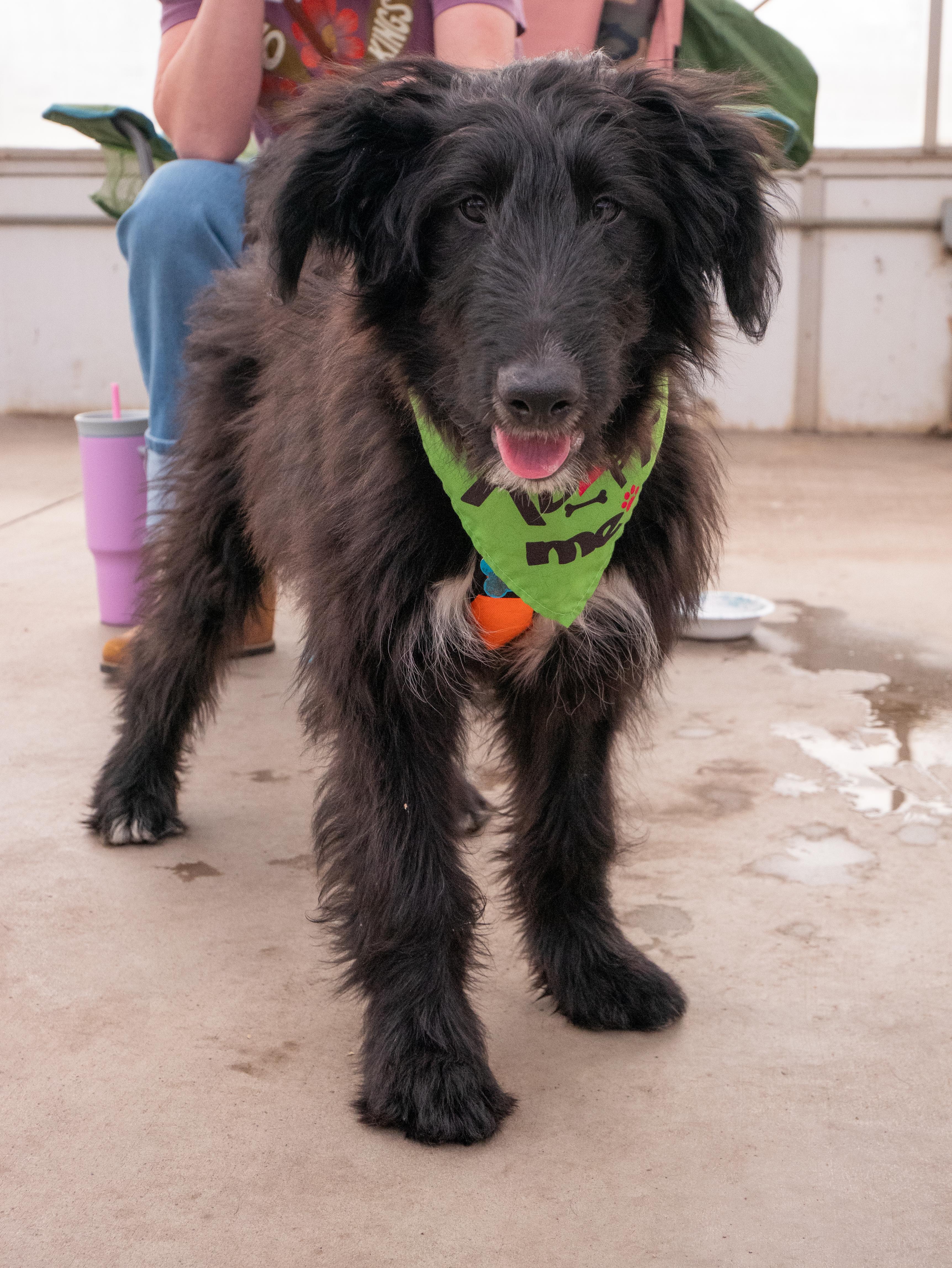 Enlarge Marcus, a ADOPTABLE mixed breed in Minneapolis, MN image 2/6