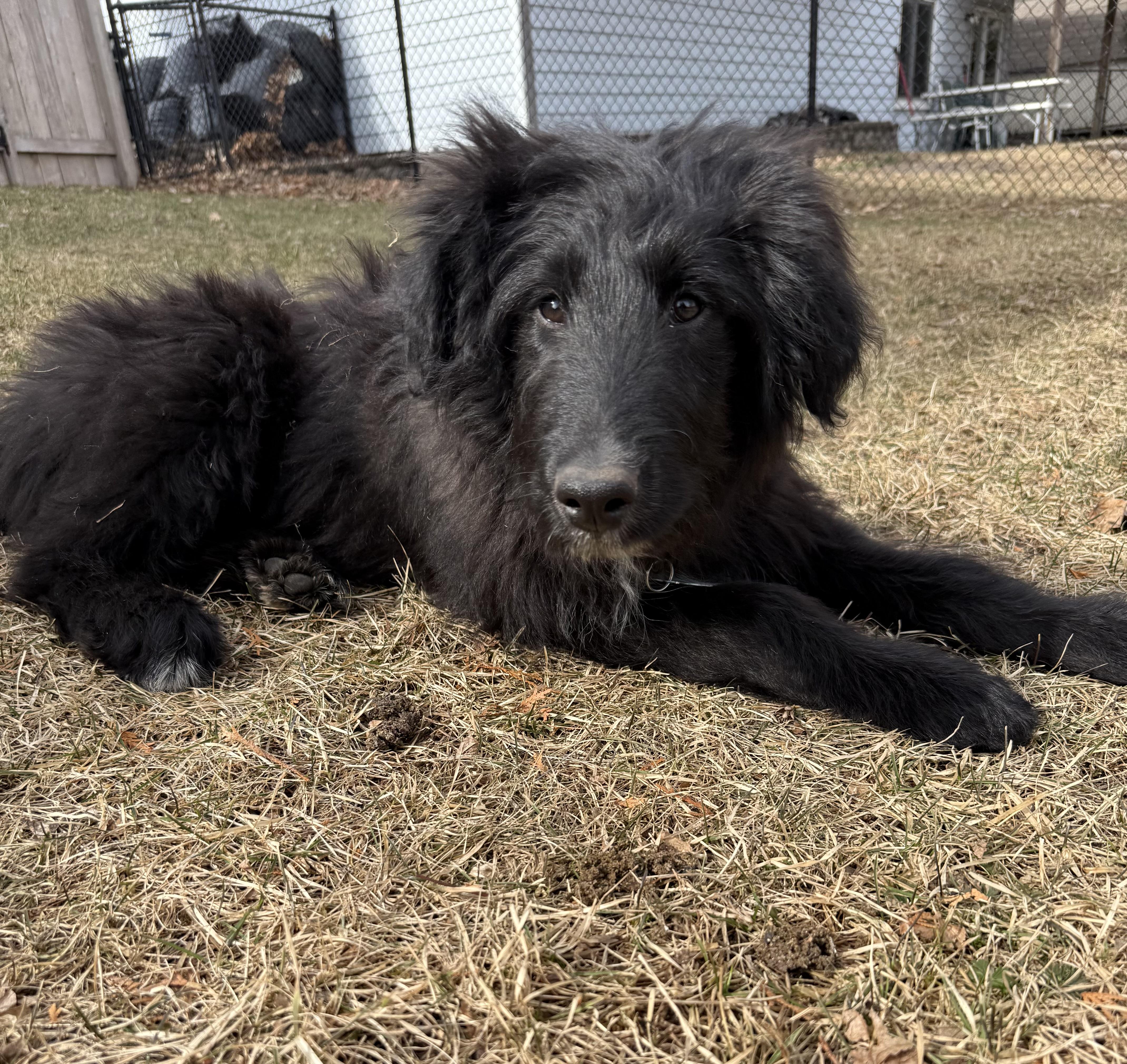 Enlarge Marcus, a ADOPTABLE mixed breed in Minneapolis, MN image 5/6