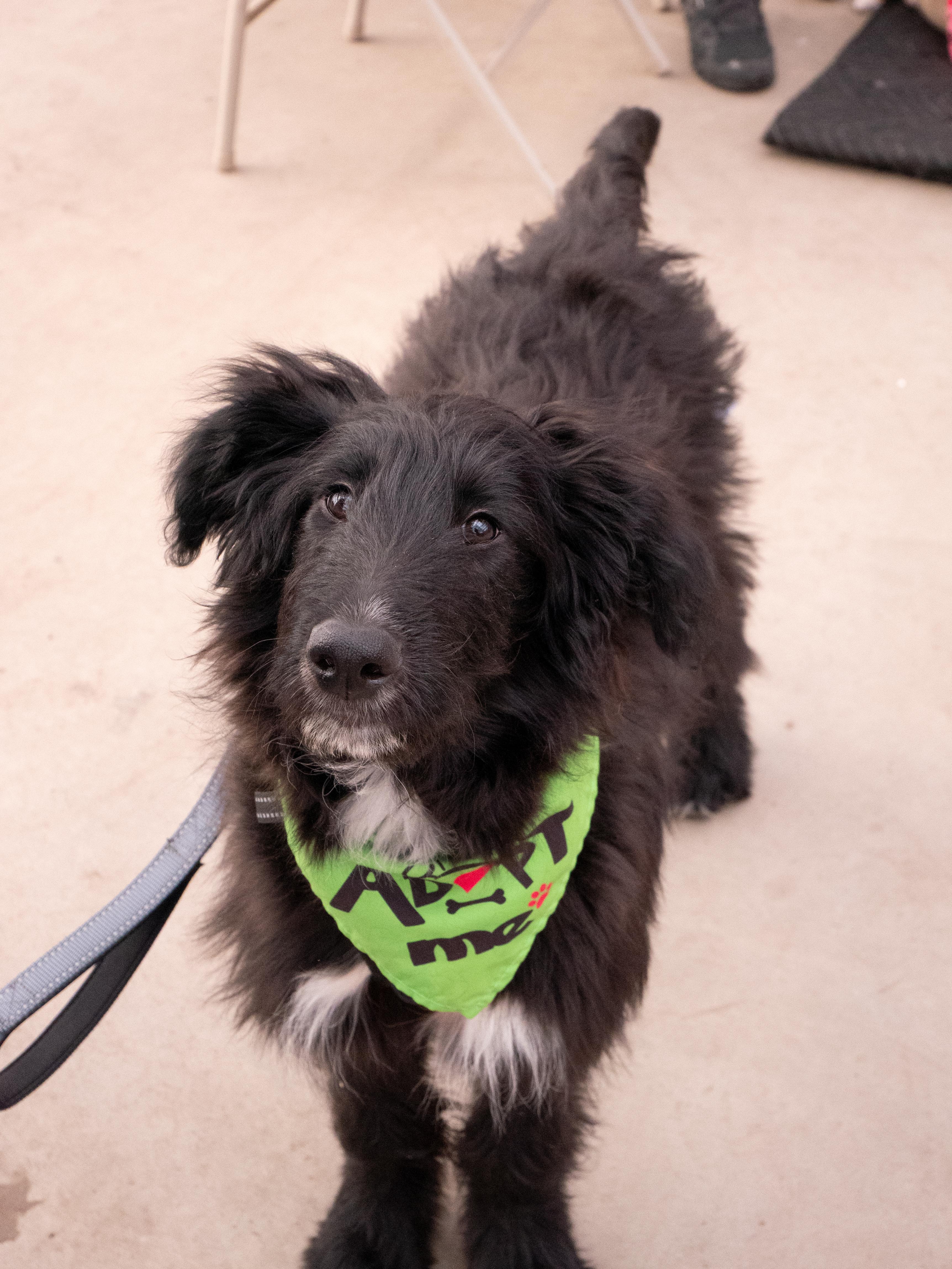 Marcus, ADOPTABLE, Puppy Male Retriever & Poodle.
