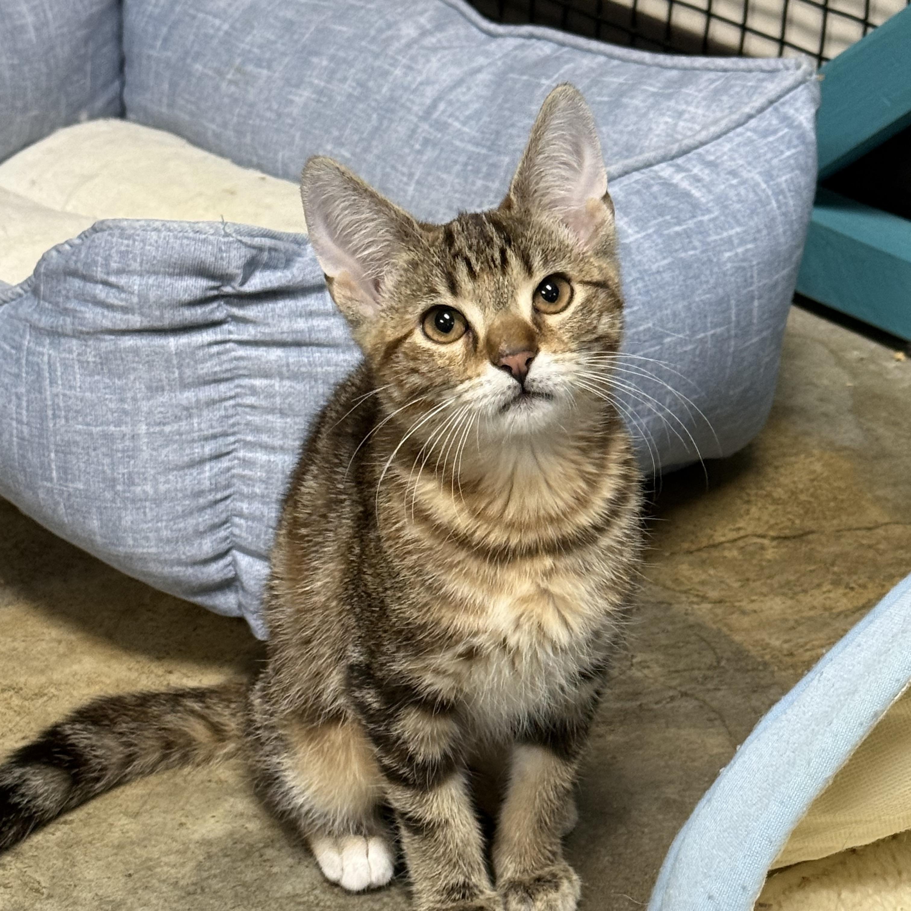 Enlarge Cheezit, a ADOPTABLE Domestic Short Hair in Collierville, TN image 4/4