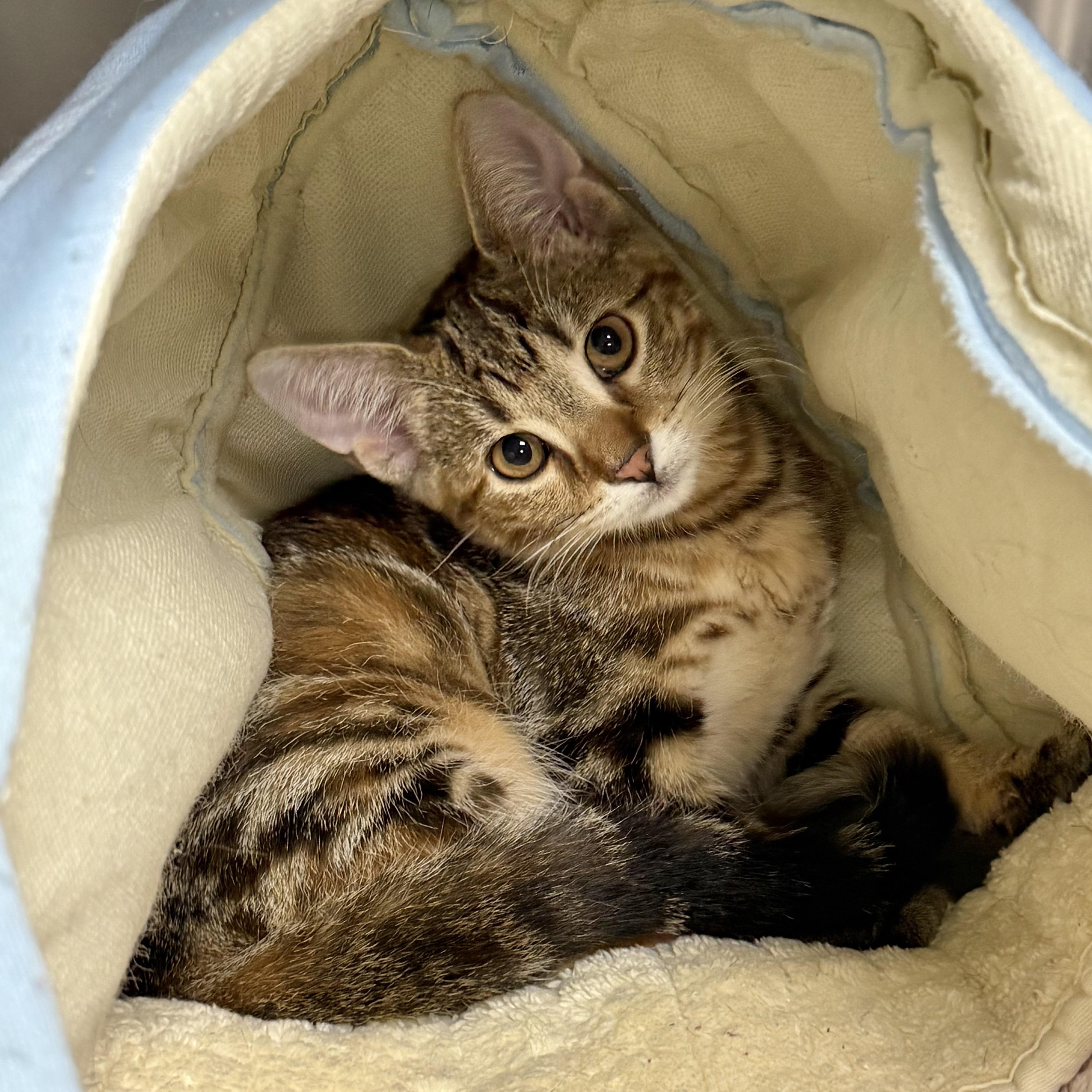 Enlarge Cheezit, a ADOPTABLE Domestic Short Hair in Collierville, TN image 3/4