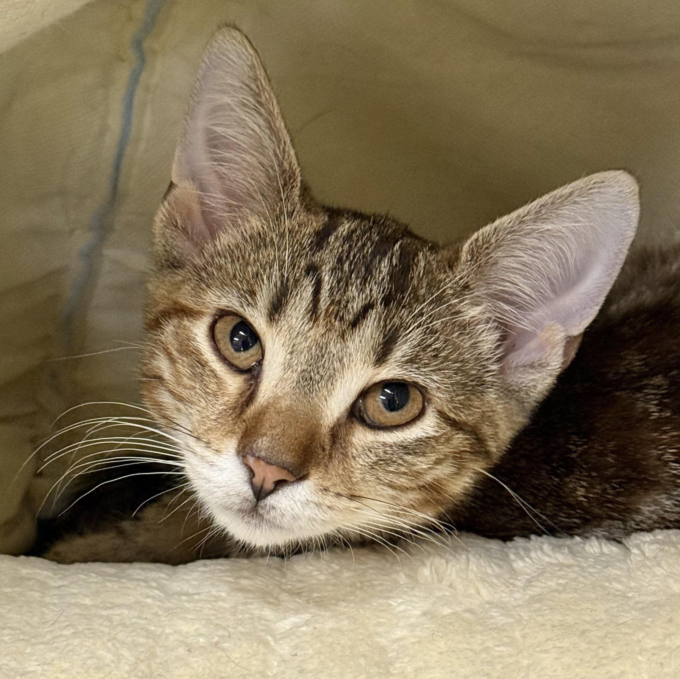 Enlarge Cheezit, a ADOPTABLE Domestic Short Hair in Collierville, TN image 2/4