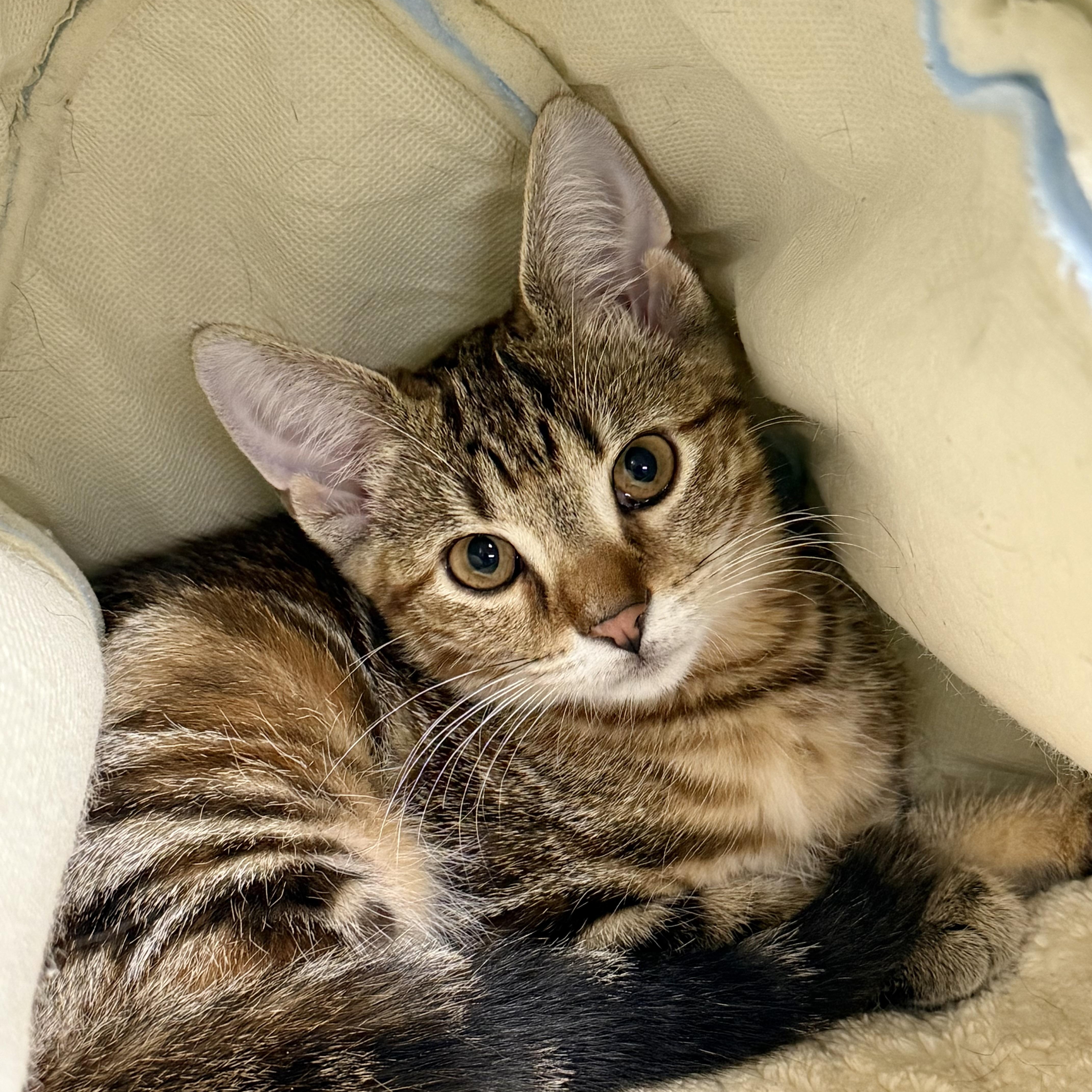 Enlarge Cheezit, a ADOPTABLE Domestic Short Hair in Collierville, TN image 1/4