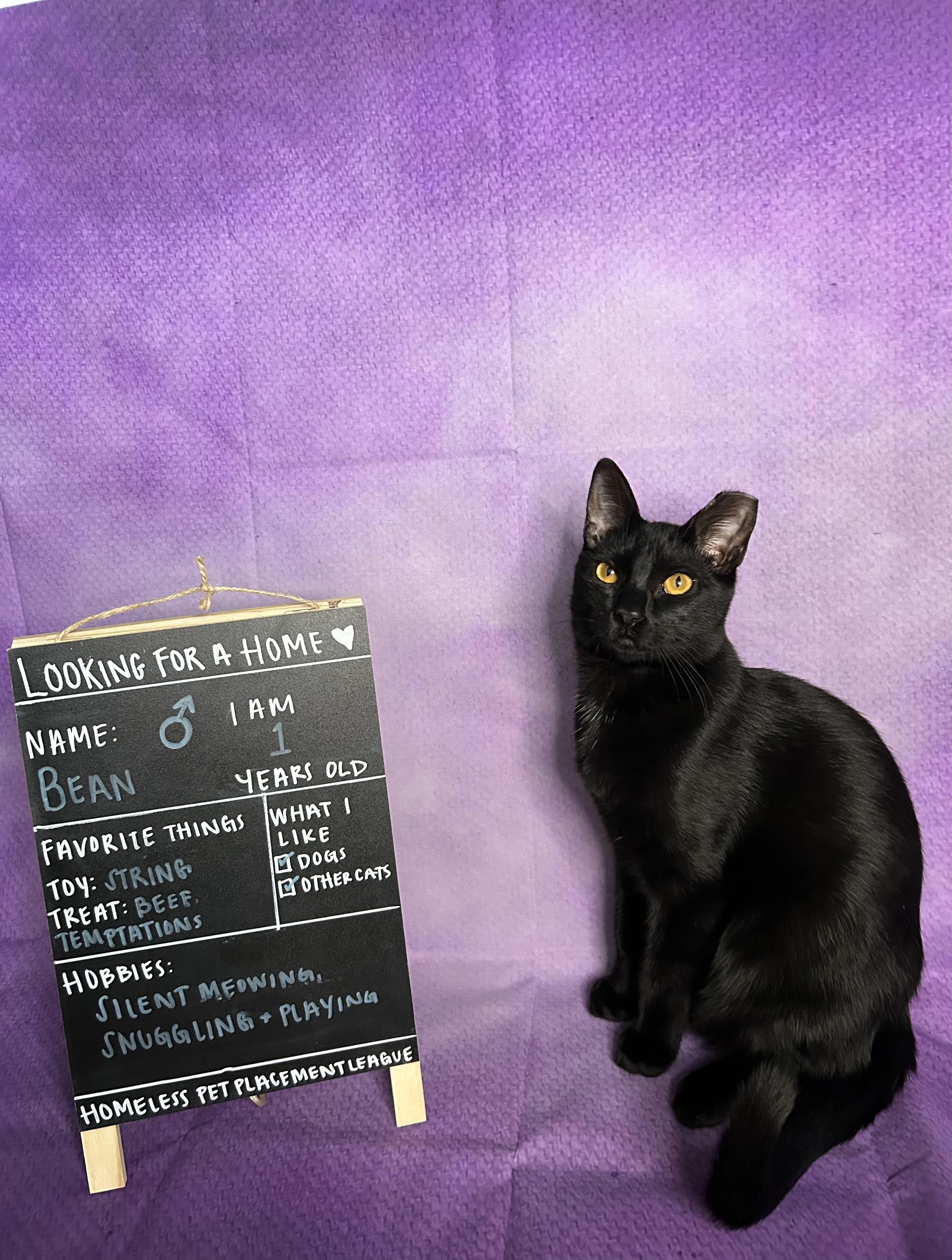 Enlarge Bean, a Adoptable Domestic Short Hair in Webster, TX image 1/4