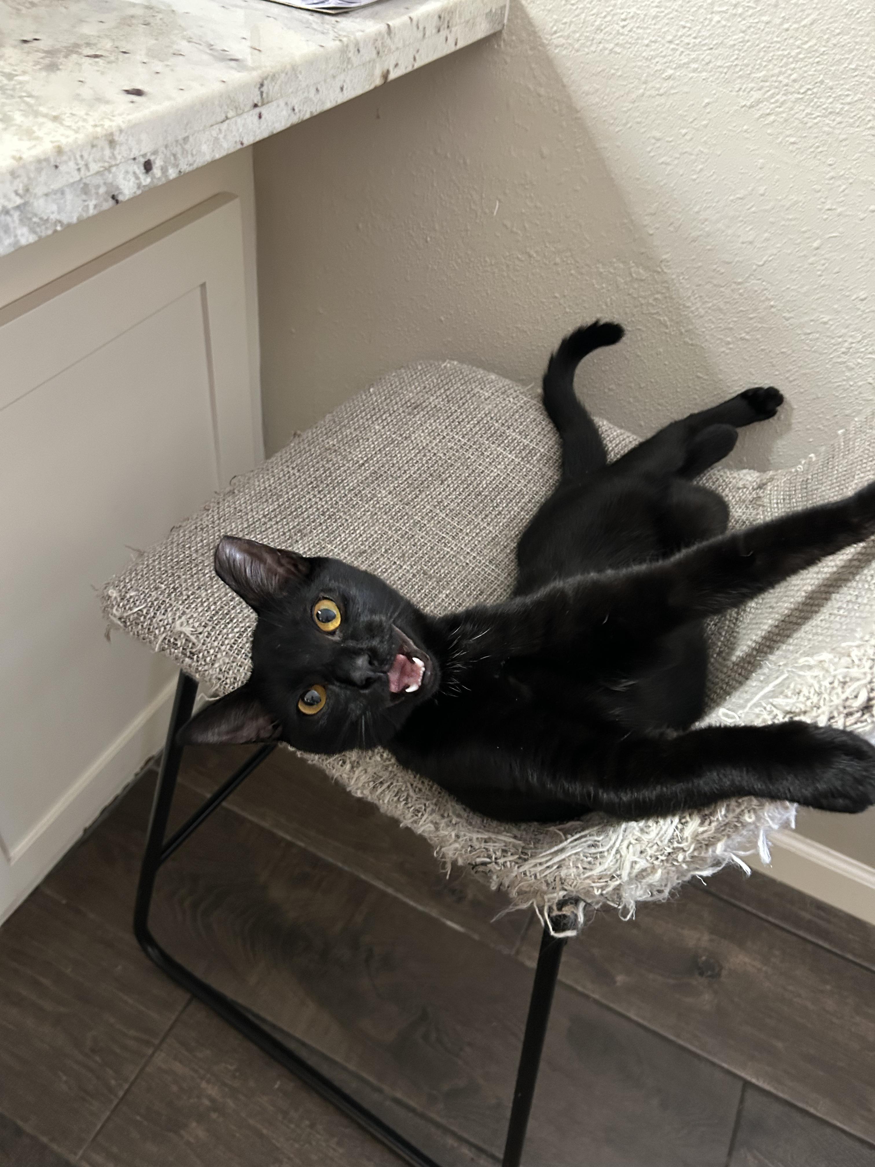 Enlarge Bean, a Adoptable Domestic Short Hair in Webster, TX image 2/4